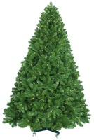 Olympia Pine Christmas trees