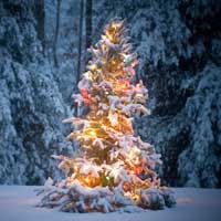 flocked Christmas trees