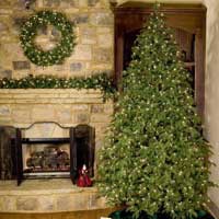 trutip christmas trees