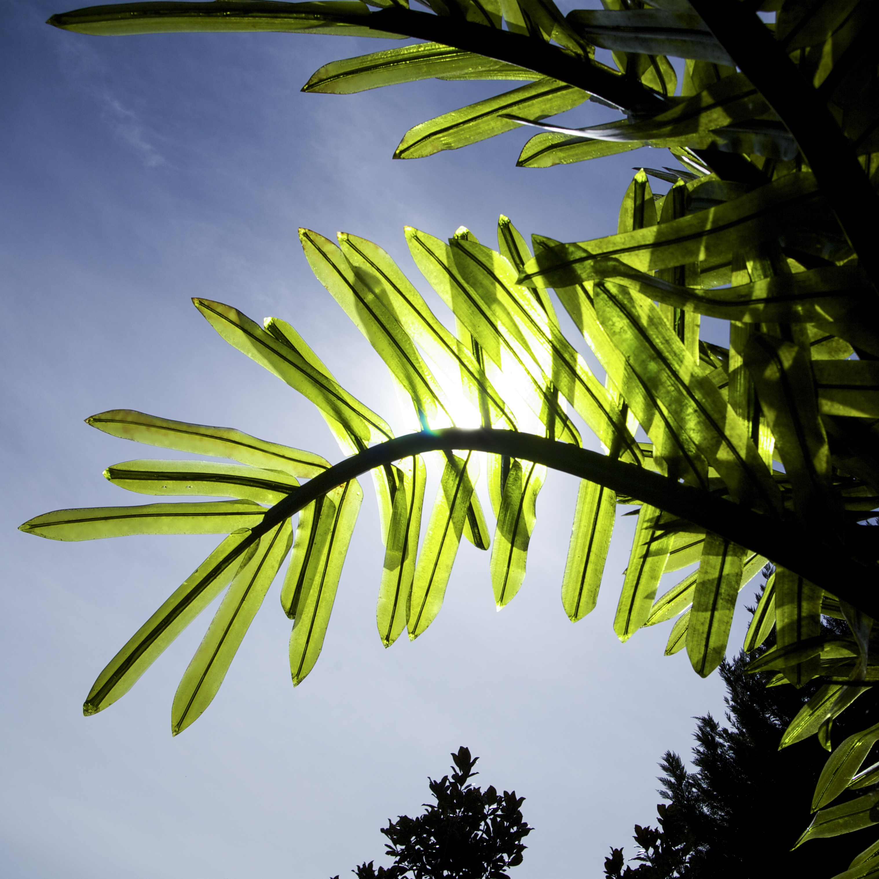 Lighted Palm Trees 20' LED Palm Tree Natural Green