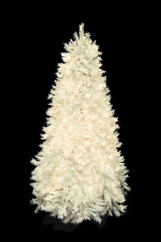 7.5' Jack Pine White Tree