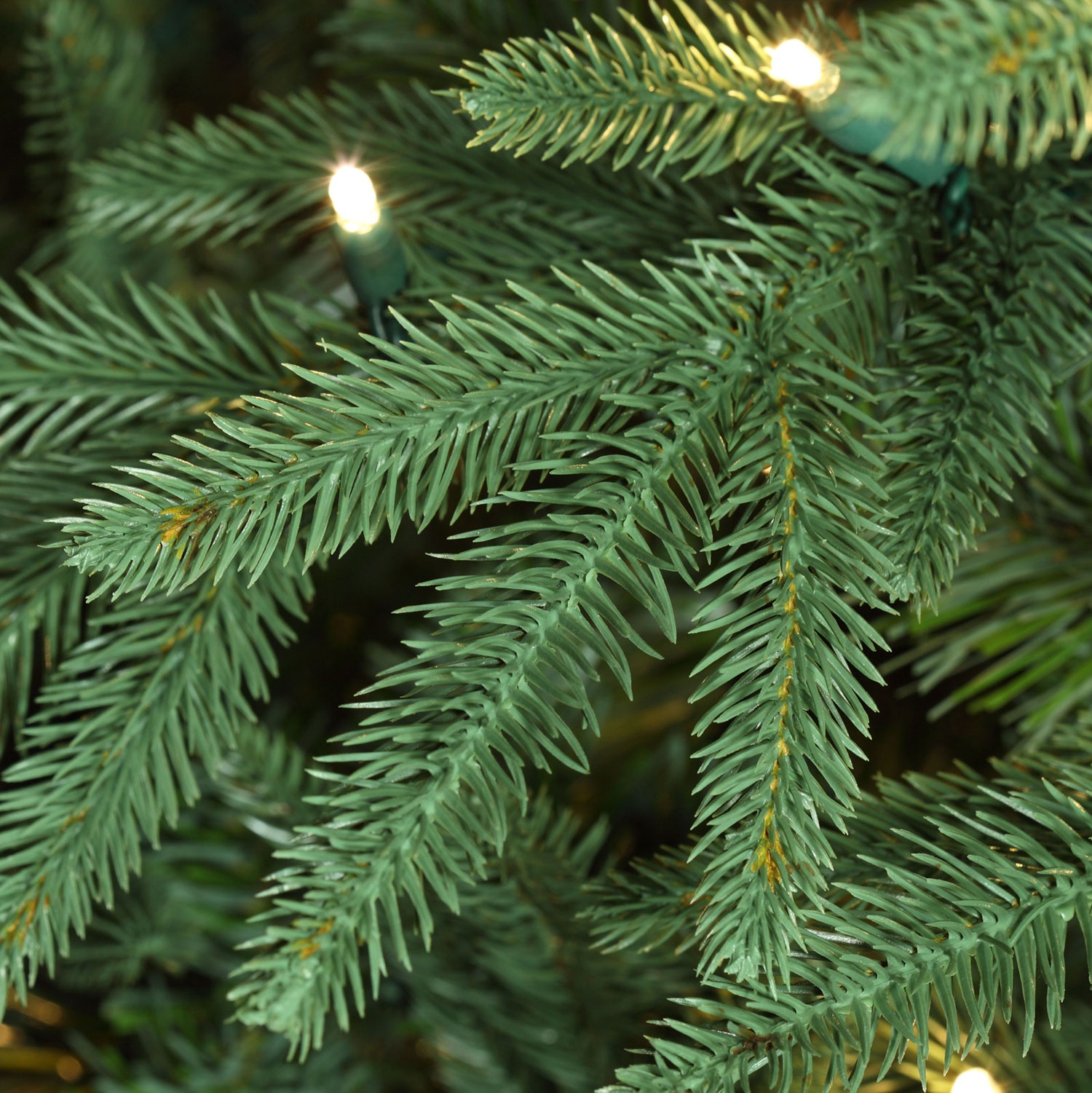Blue Aspen Fir Tree Tips