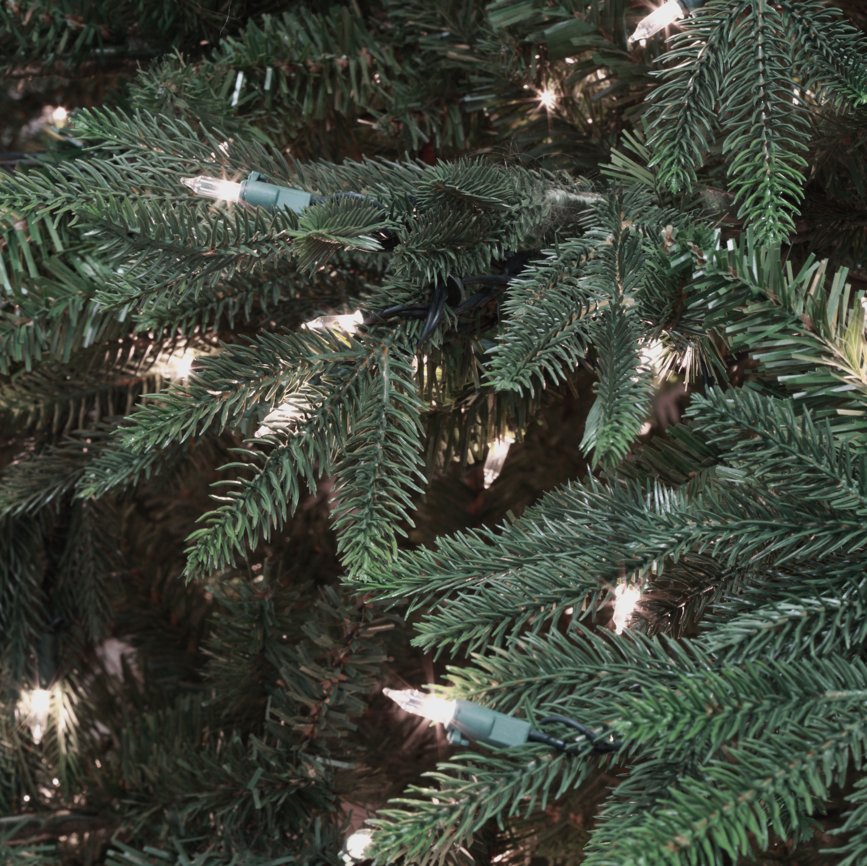 Carolina Fir Tip Bundle