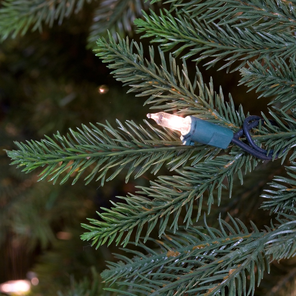Carolina Fir Close-up Tip
