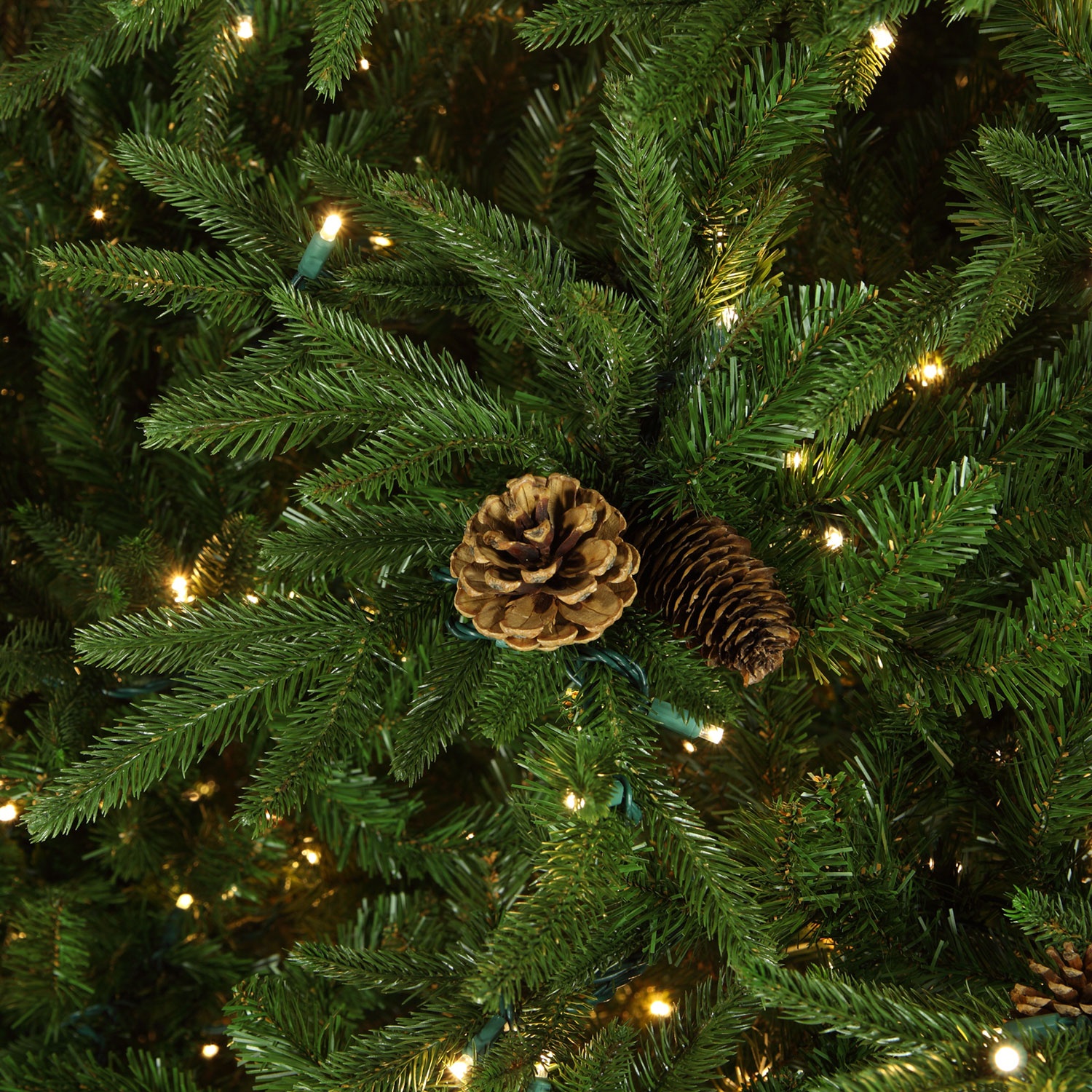 Colorado Pine Tree Tip Bundle