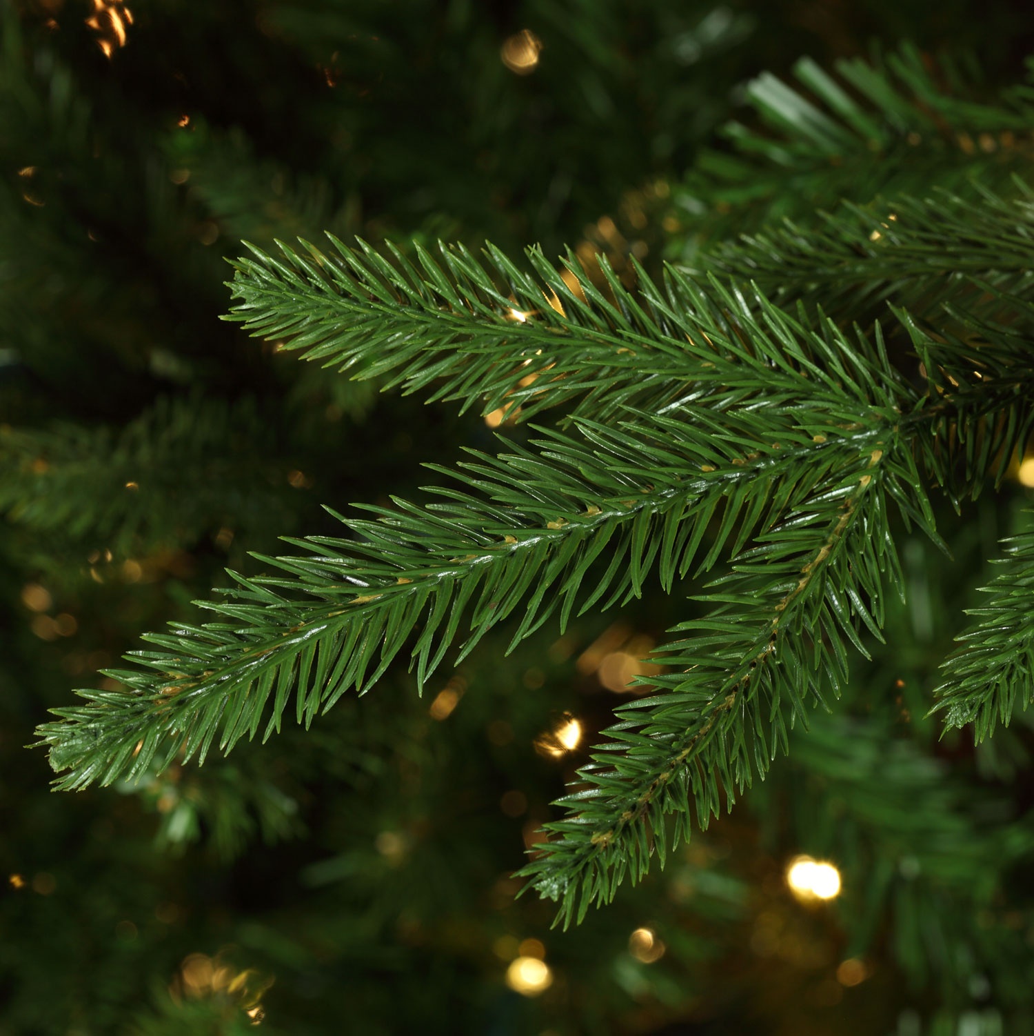 Colorado Pine Tree Tip Close-up