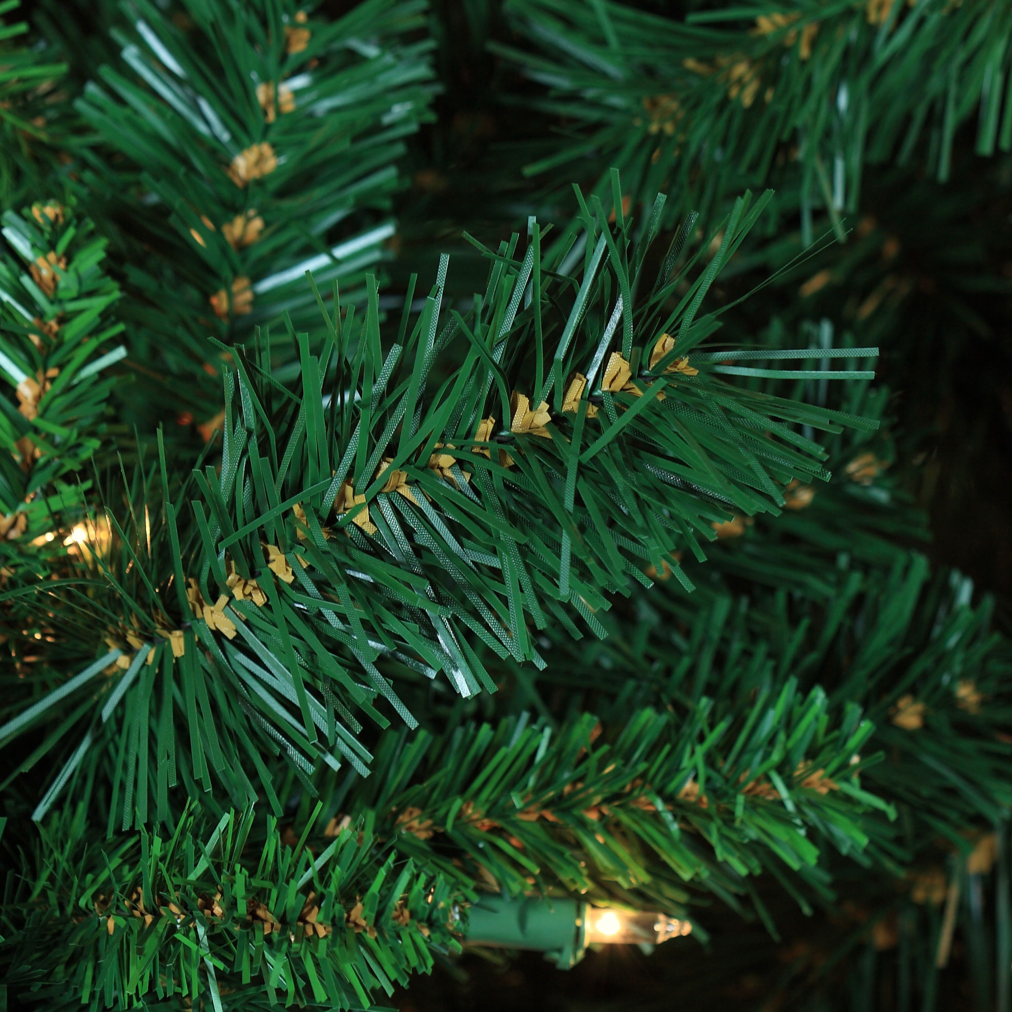 Cumberland Fir Tip Close-up