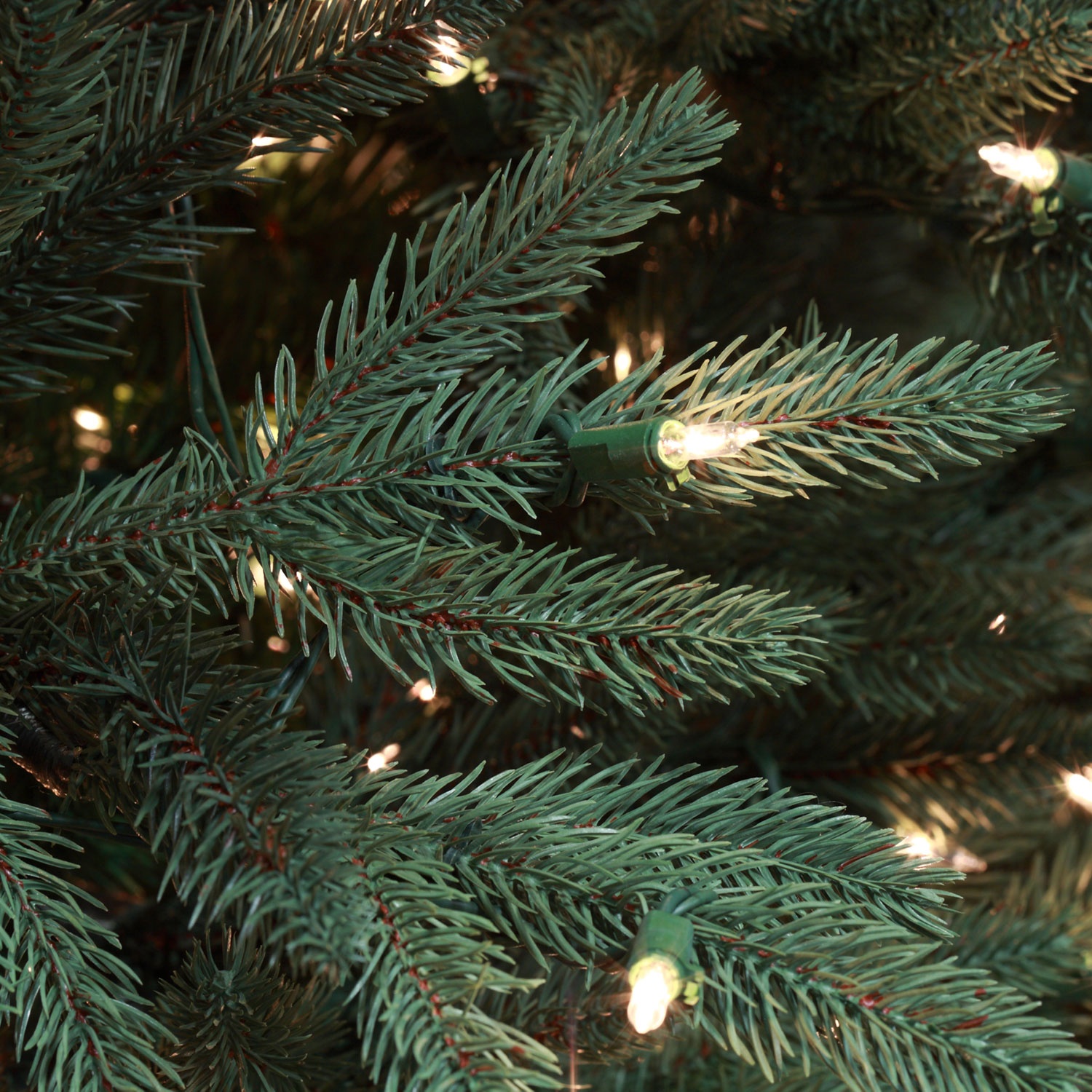 Noble Tree Tip Close-up