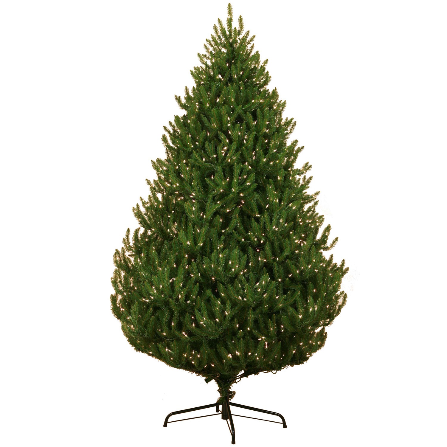 Norway Spruce Tree