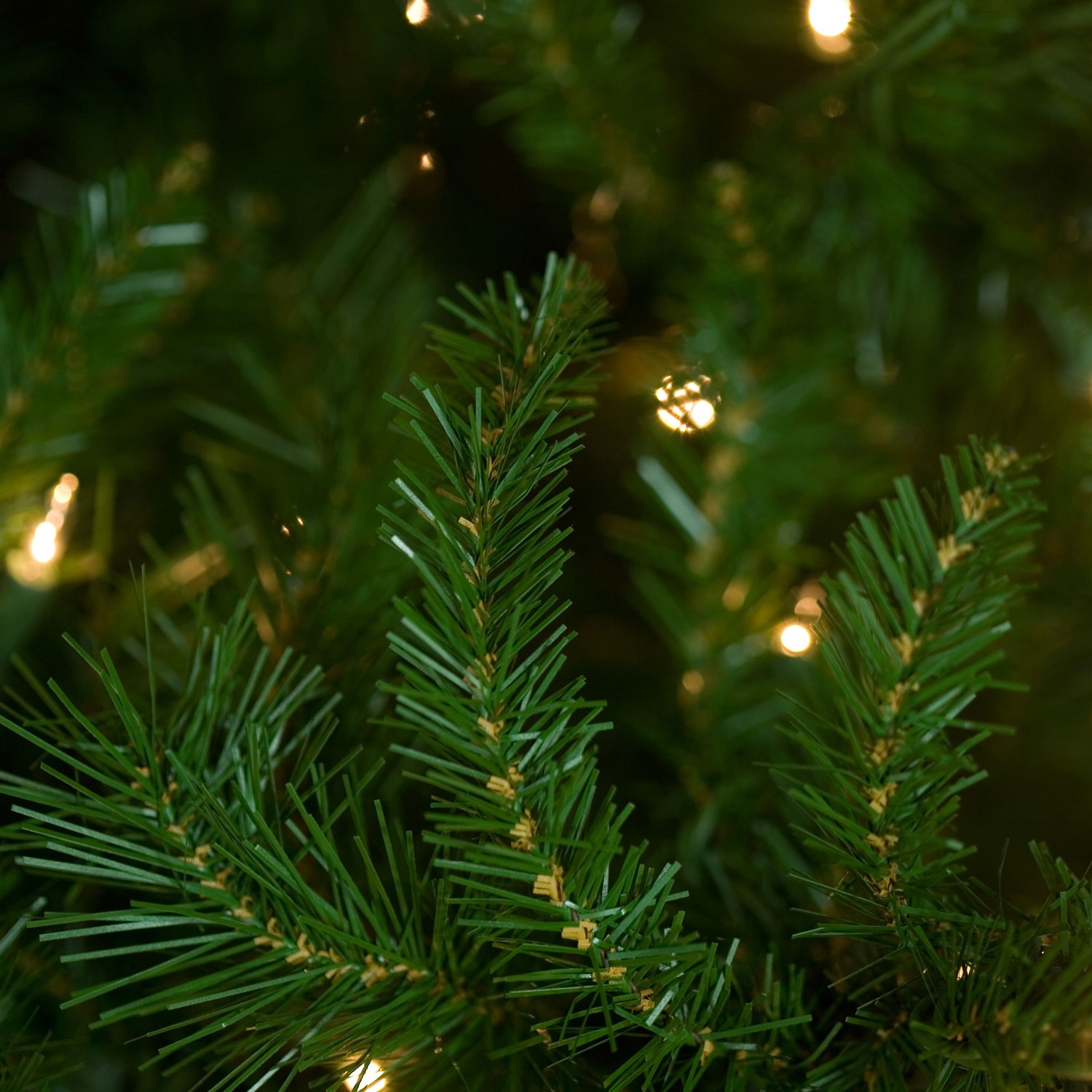 Norway Spruce Tip Close-up