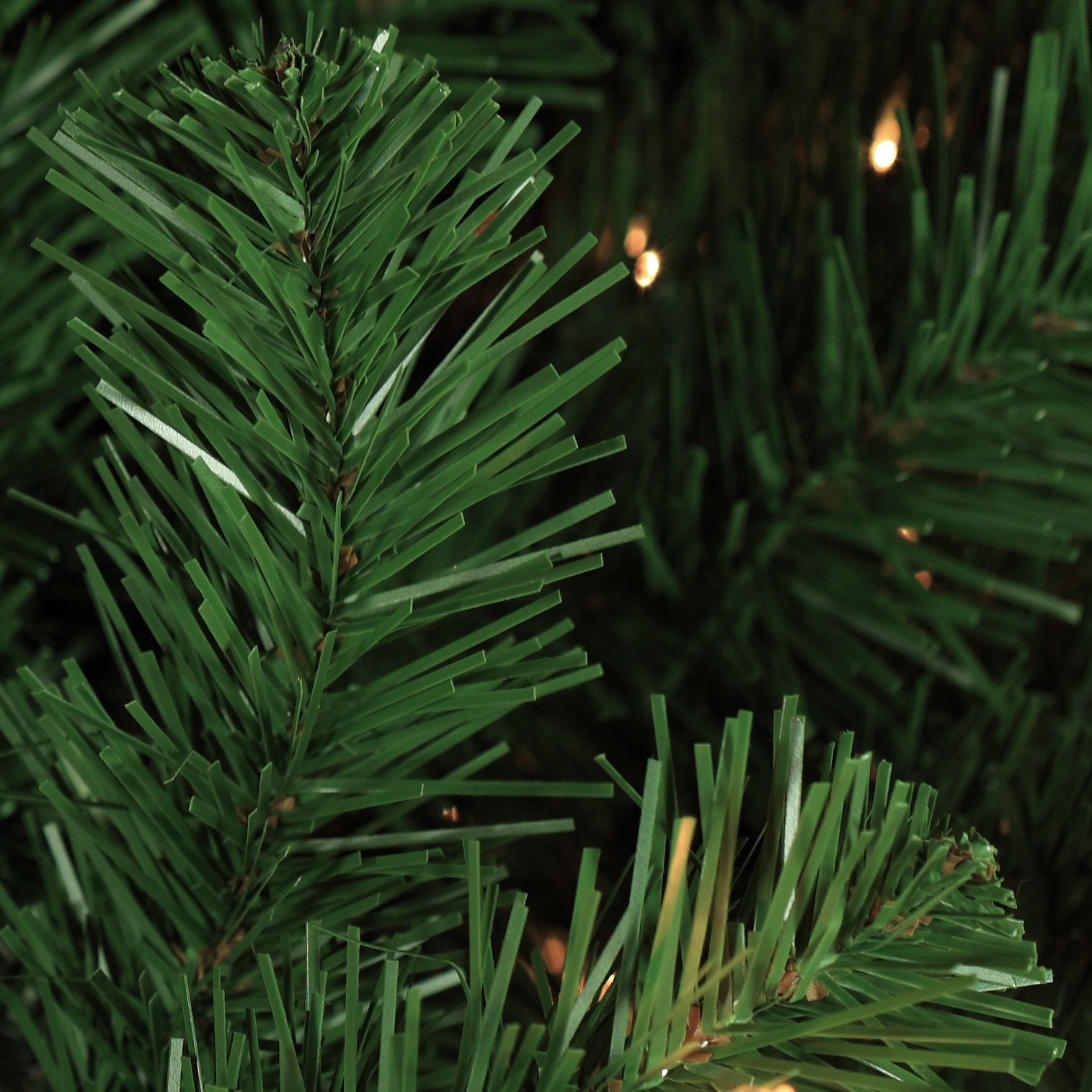 Sequoia Fir Tree Tip Close-up