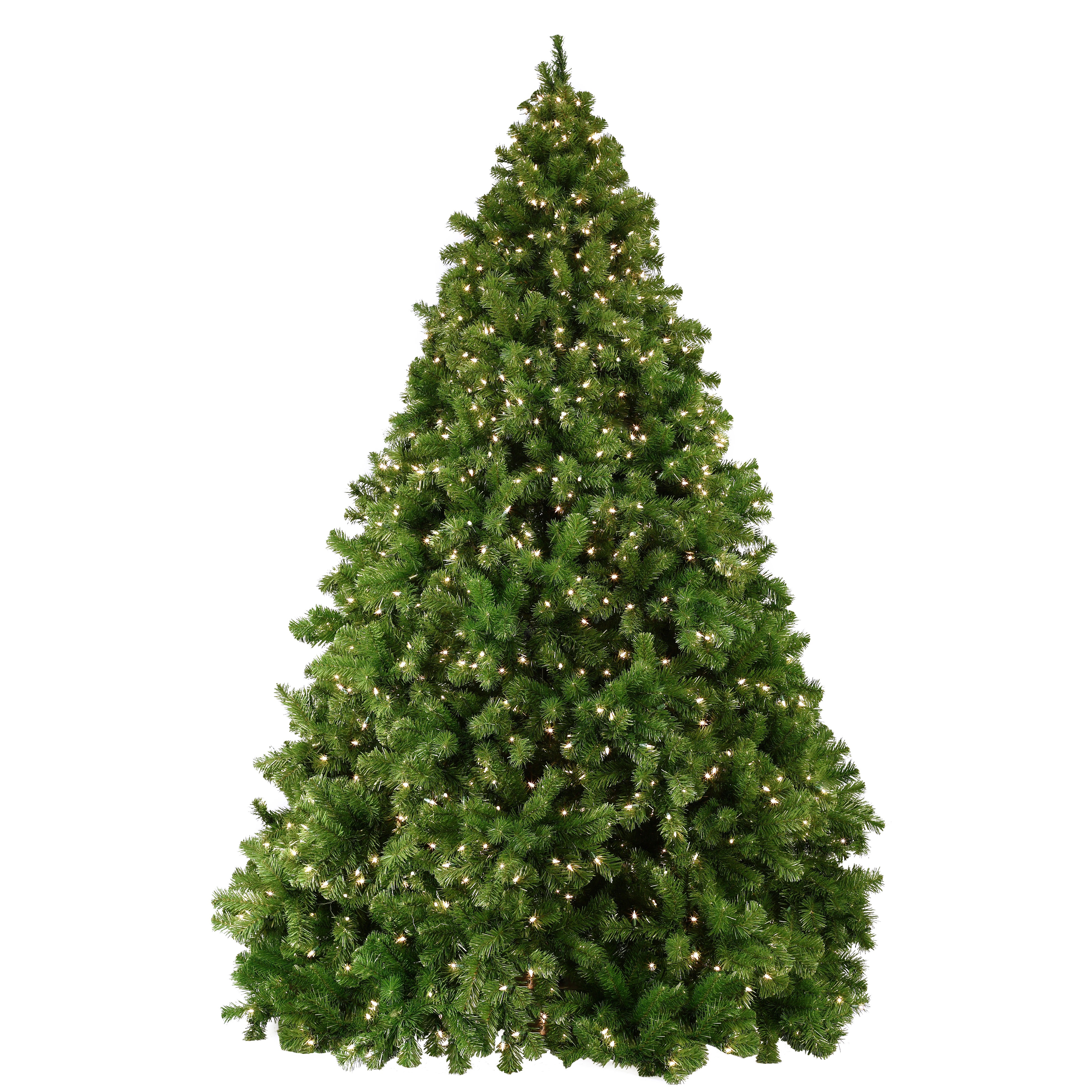 Sequoia Fir Tree