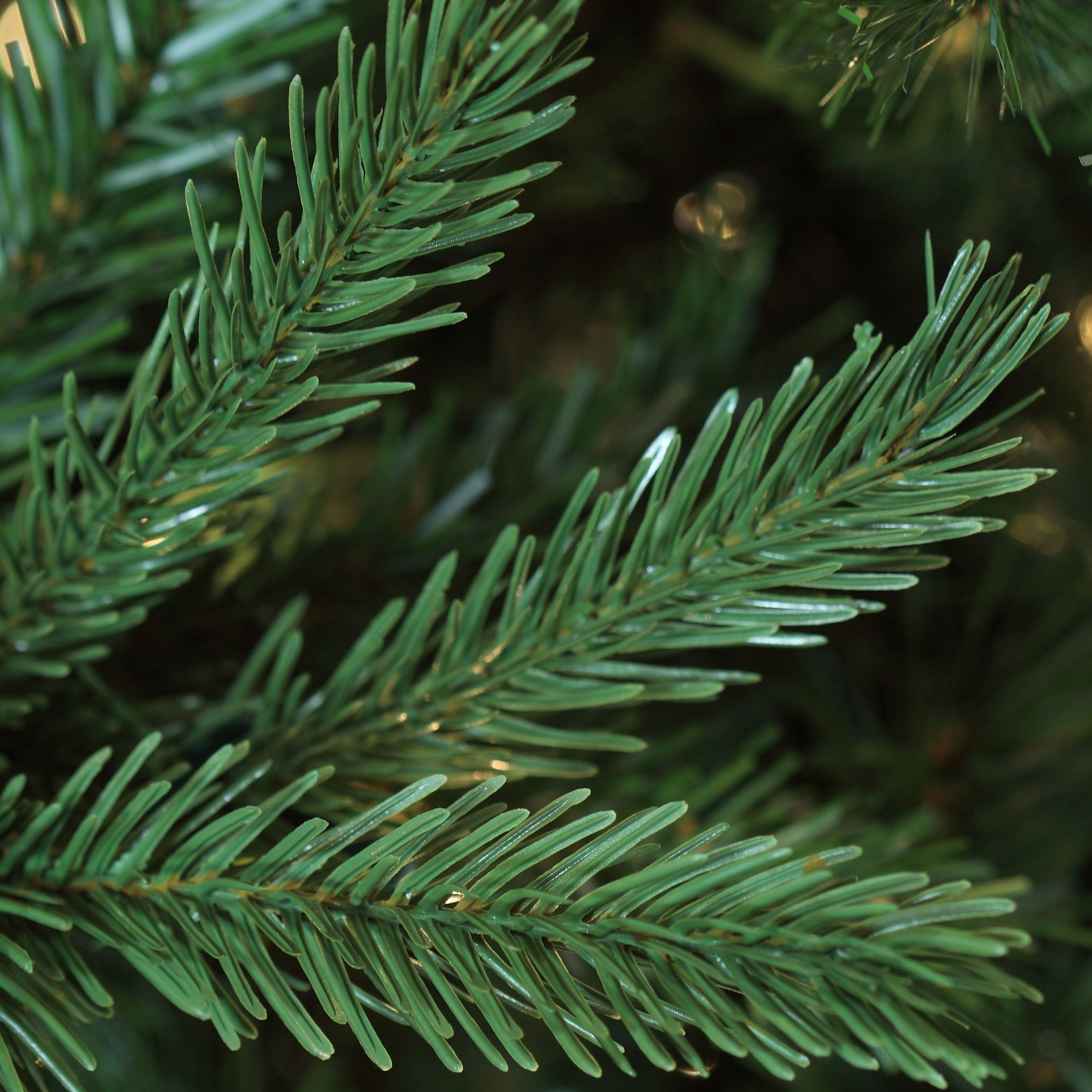 Balsam Tree Tip Close-up