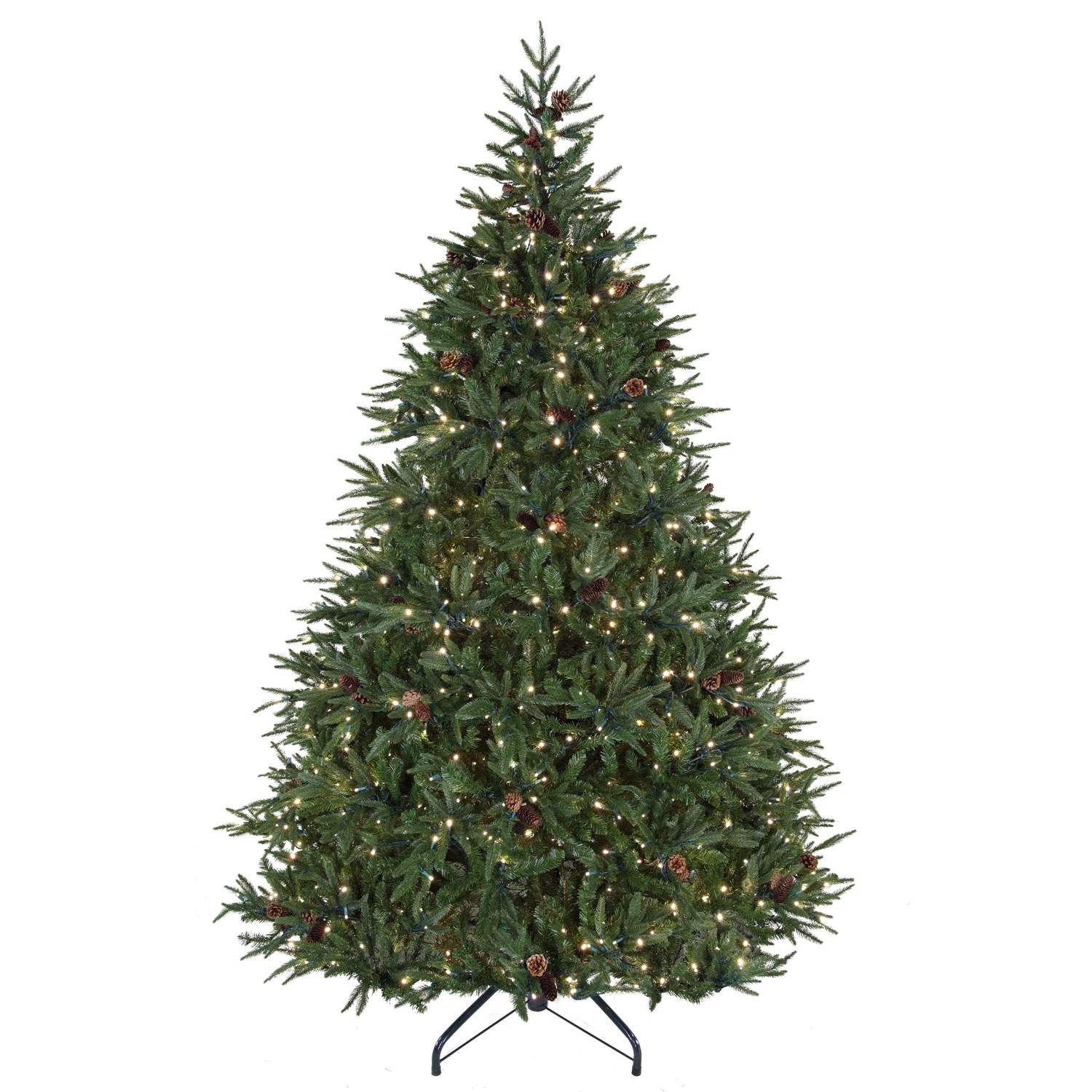 Colorado Pine Tree
