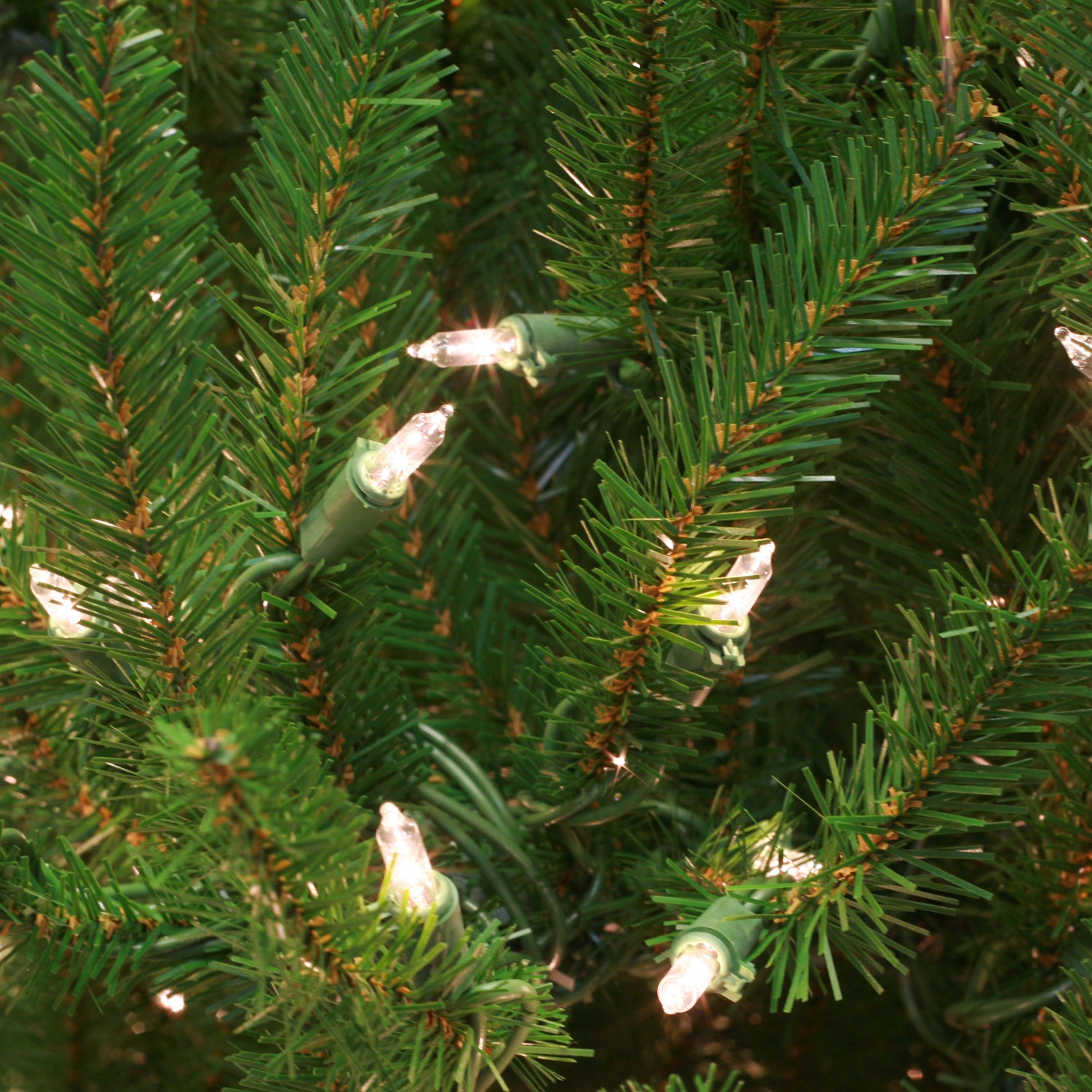 Norway Spruce Tip Bundle