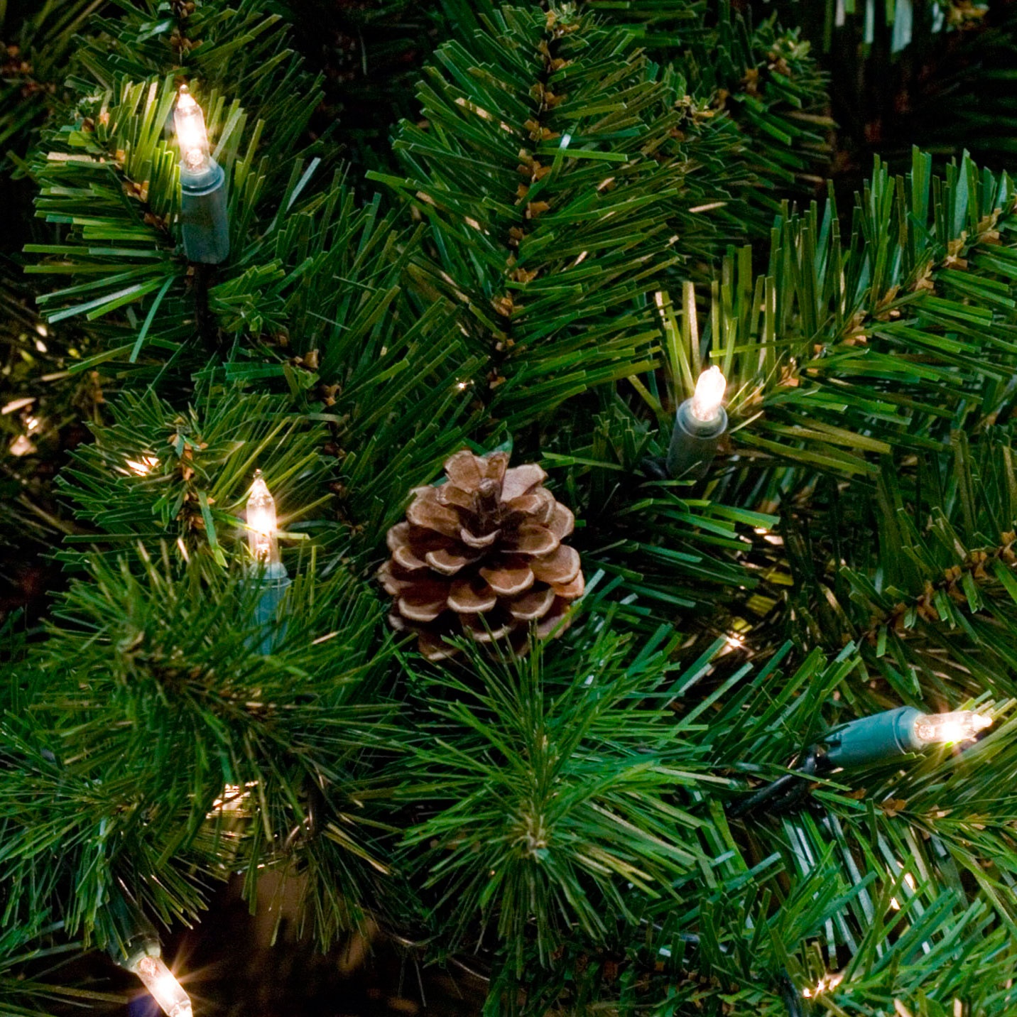Winchester Tree Tip Close-up