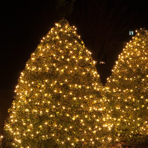 net lights and tree wraps