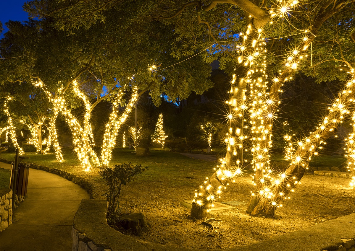 Pretty Christmas Lights On Trees